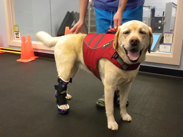 Pawsitive Steps Rehabilitation & Sports Medicine Picture 8