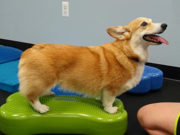 Pawsitive Steps Rehabilitation & Sports Medicine Picture 9