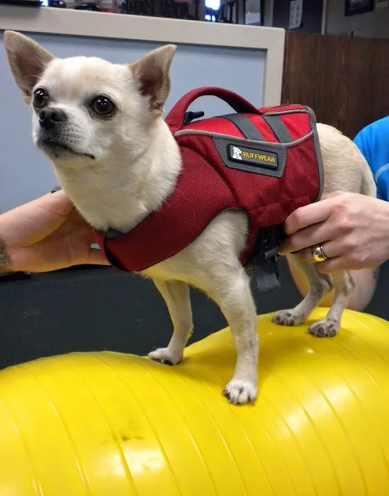 Pawsitive Steps Rehabilitation & Sports Medicine Picture 10