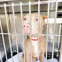 Michigan Humane Rochester Hills Veterinary Clinic ico
