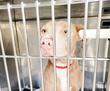 Michigan Humane Rochester Hills Veterinary Clinic