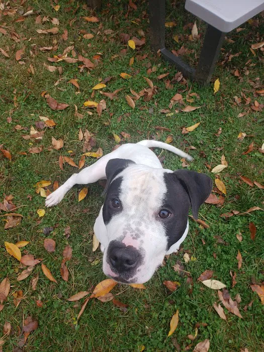 Michigan Humane Rochester Hills Veterinary Clinic Picture 10
