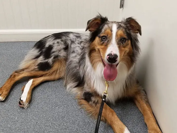 Oakland Animal Hospital Picture 4