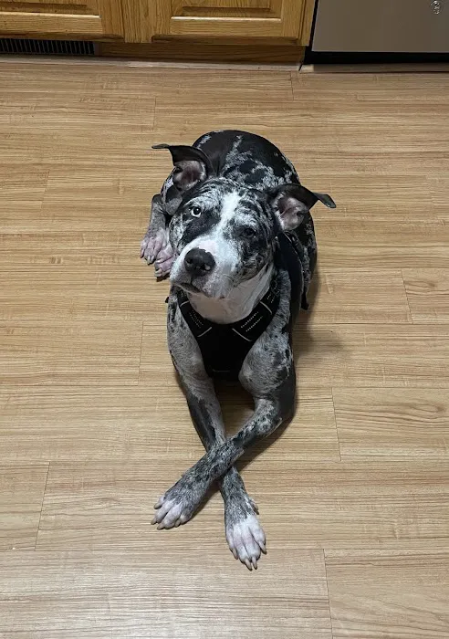 Oakland Animal Hospital Picture 9