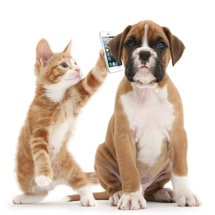 Pets Ahoy Animal Hospital Picture 2