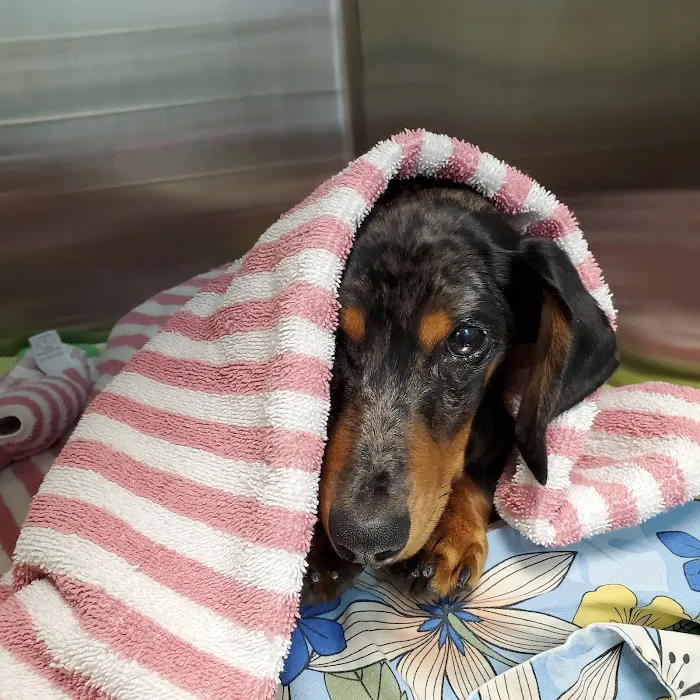 Pets Ahoy Animal Hospital Picture 4
