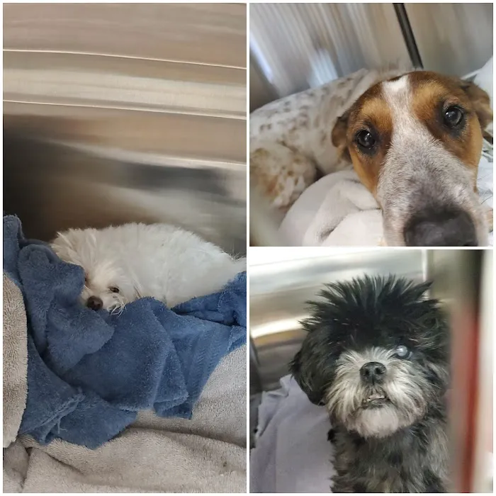 Pets Ahoy Animal Hospital Picture 6