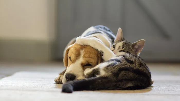 Pets Ahoy Animal Hospital Picture 7