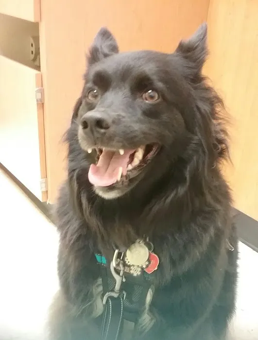 Banfield Pet Hospital Picture 6