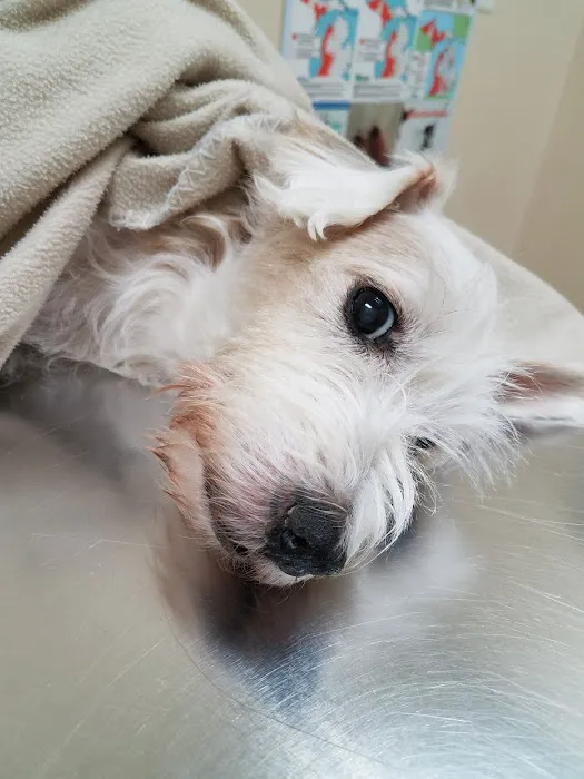 Macomb Center Veterinary Hospital Picture 7
