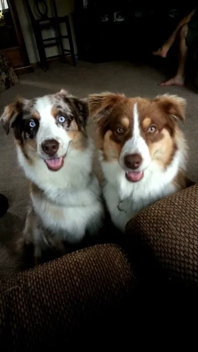 Snyder Veterinary Clinic Picture 1
