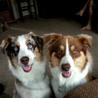 Snyder Veterinary Clinic ico