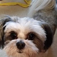Animal Hospital of Chesterfield ico