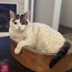 Oakland Veterinary Referral Services