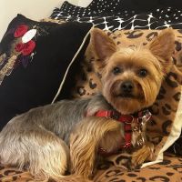 Lisner Animal Hospital ico