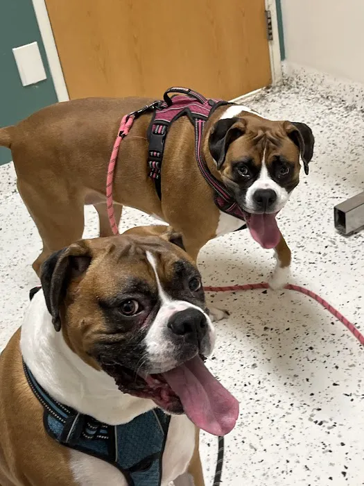 Lisner Animal Hospital Picture 5