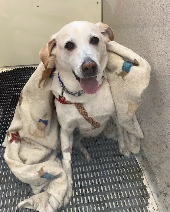 Lisner Animal Hospital Picture 3