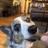 Commerce Animal Hospital ico