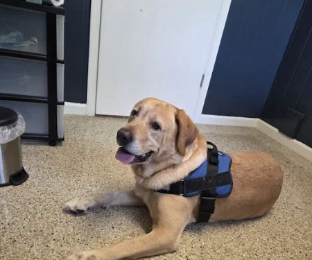 Walled Lake Veterinary Hospital