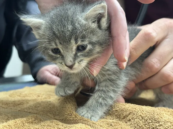 VetSelect Animal Hospital of Novi Picture 4