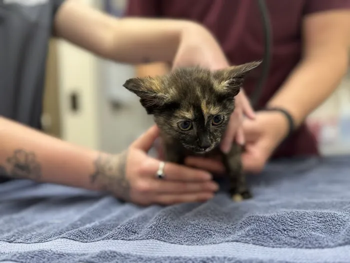 VetSelect Animal Hospital of Novi Picture 8