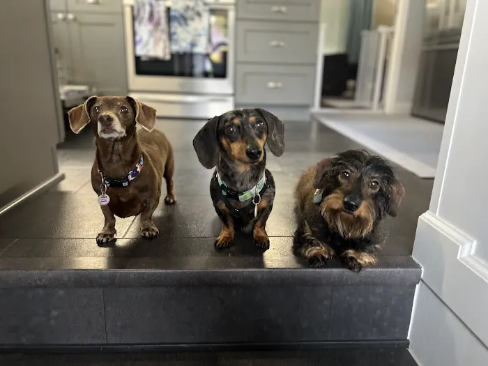 VetSelect Animal Hospital of Novi Picture 9