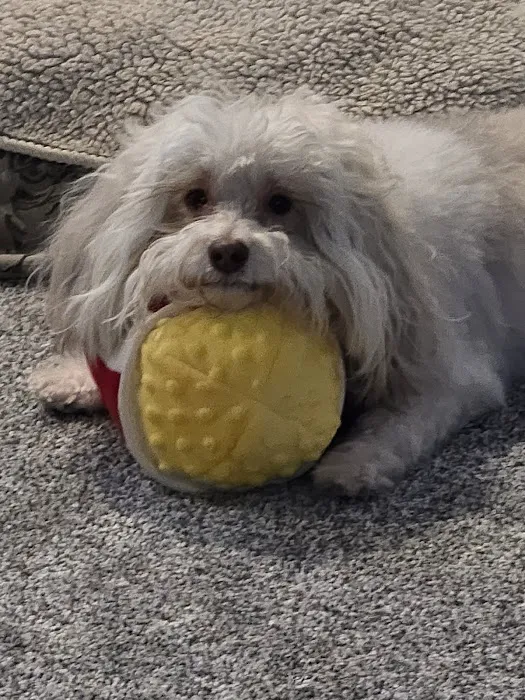 VetSelect Animal Hospital of Novi Picture 10