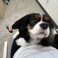 UrgentVet ico