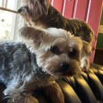 Cool Springs Animal Hospital