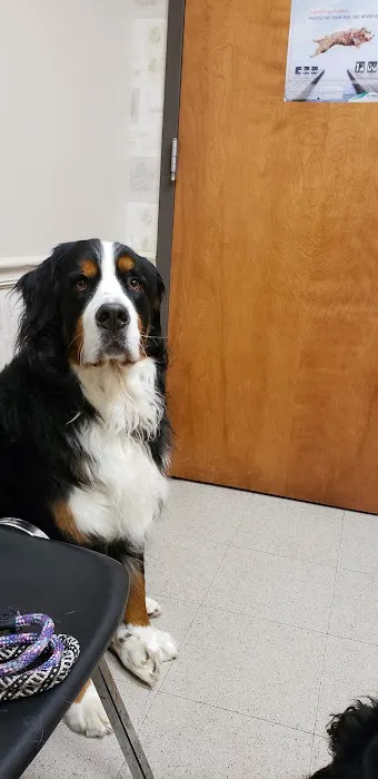 Cool Springs Animal Hospital Picture 4