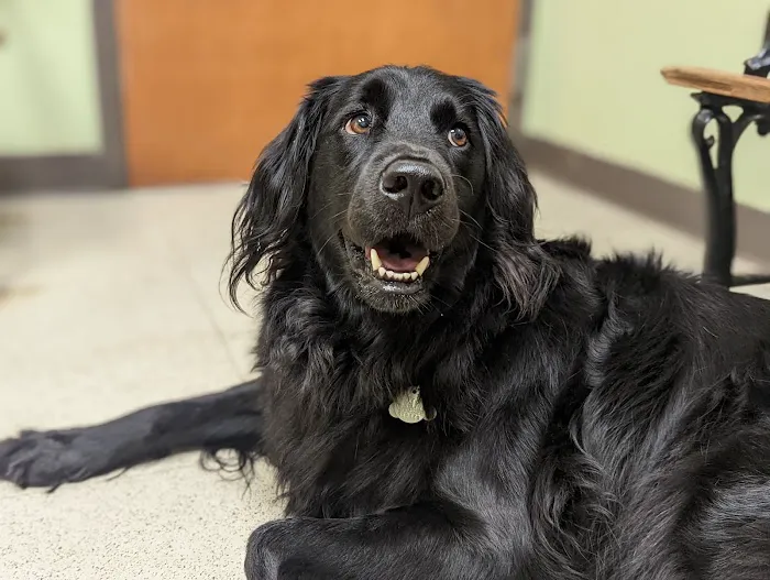 Cool Springs Animal Hospital Picture 5
