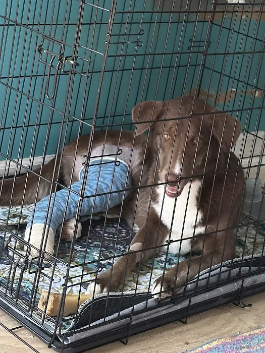 Apex Veterinary Surgery Picture 1