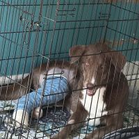 Apex Veterinary Surgery ico