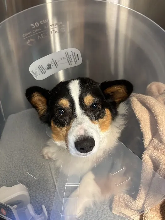 Veterinary Emergency Group Picture 9