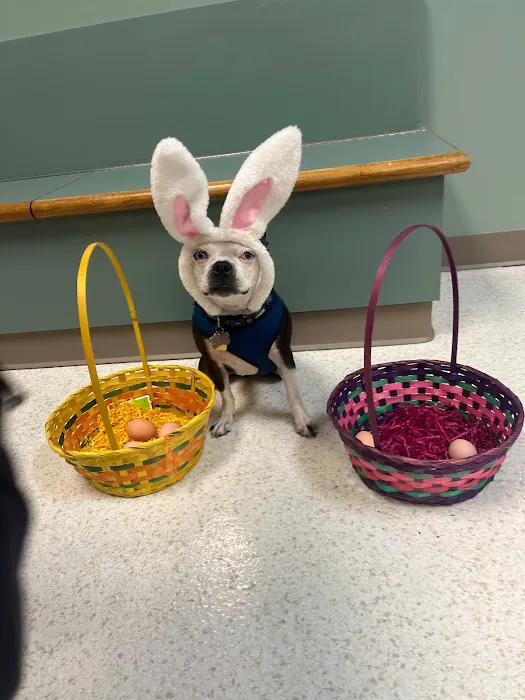 Animal Ark Animal Hospital Picture 10
