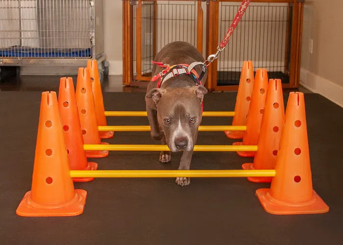 Animalia Rehab Picture 10