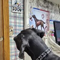 Animal Health Center-Franklin ico
