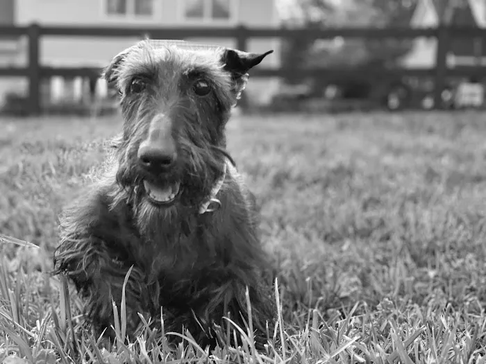 Animal Health Center-Franklin Picture 3