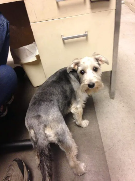 Animal Health Center-Franklin Picture 4