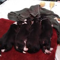 Caring Hands Animal Hospital ico
