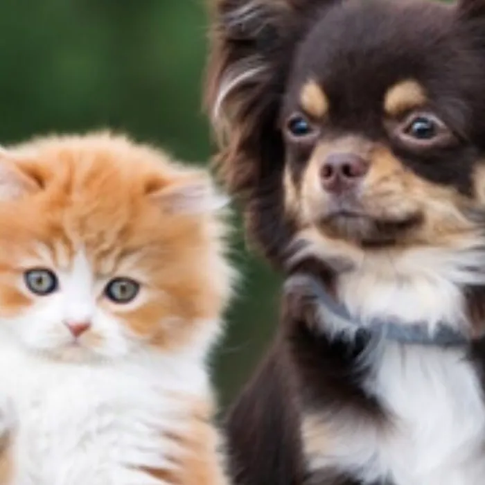 Caring Hands Animal Hospital Picture 4