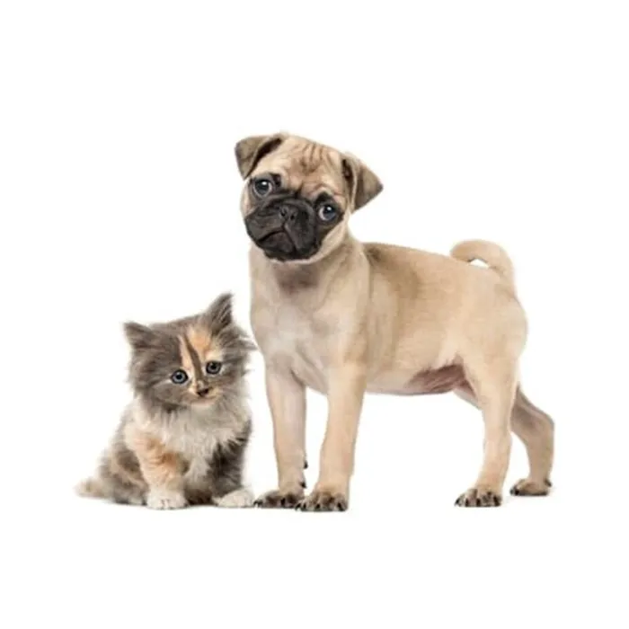 Caring Hands Animal Hospital Picture 6