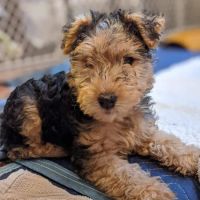 McMillan Veterinary Clinic ico