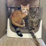 Critter Clinic