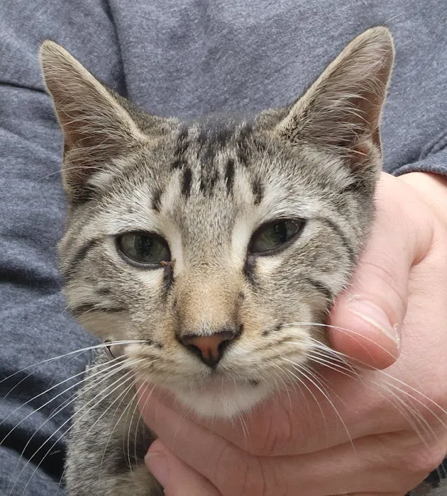 South Water Animal Hospital Picture 4