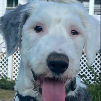 South Water Animal Hospital ico