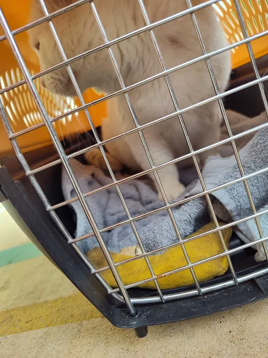 Sumner Spay Neuter Alliance Picture 3