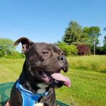 Sumner Spay Neuter Alliance
