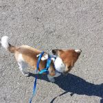 Sumner Springs Veterinary Clinic