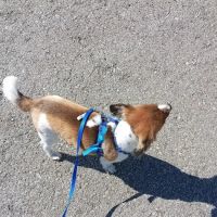 Sumner Springs Veterinary Clinic ico